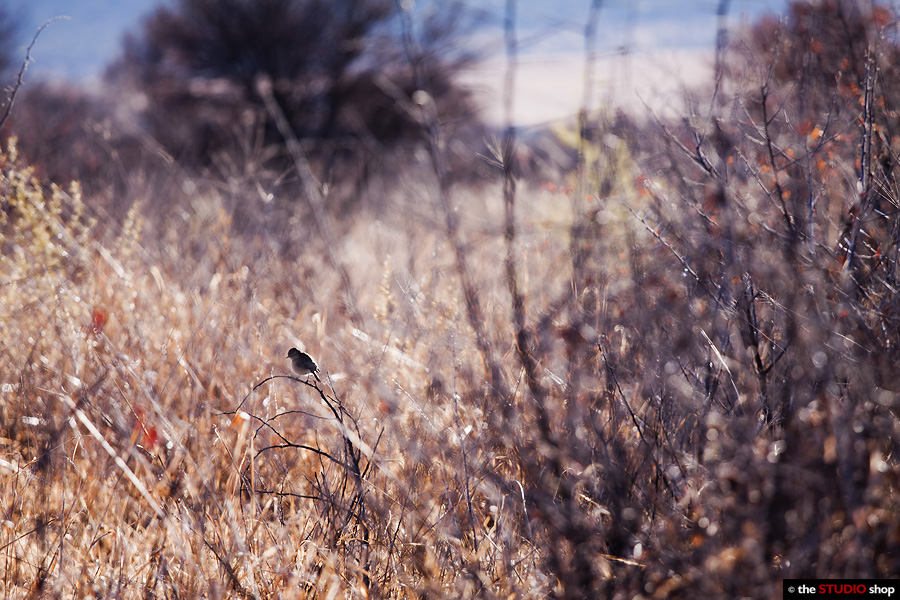 IMAGE: http://thestudioshop.co.za/photos/p.jpg